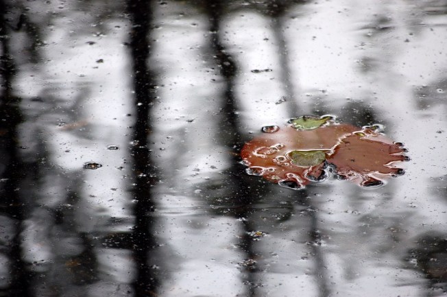 Morgenstern zum Fest